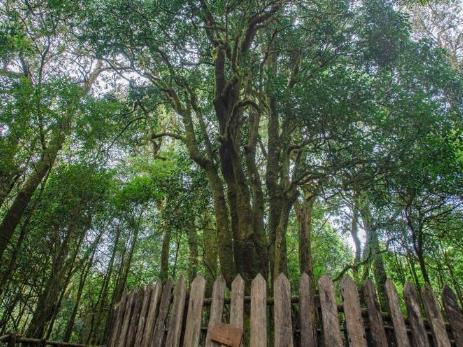 中国茶叶大县云南省临沧市双江县推出古茶树认养保护计划
