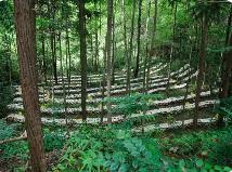 江西林业产业加快发展 一季度总产值达1136.63亿元