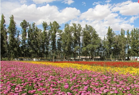 甘肃以花为媒，打造