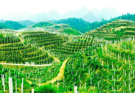 贵州国资国企赋能乡村振兴