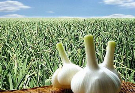 山东拥有地理标志商标489件 总量居全国第一