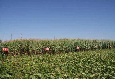 黑龙江省宁安市发展特色农业 引领农业结构调整