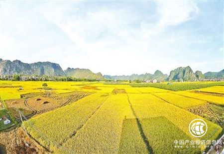 广东云浮通过一二三产业融合发展打造富民产业