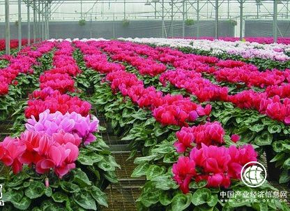 江苏沭阳：“调、转、伸”助推花木产业新革命