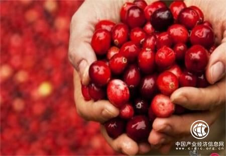黑龙江省抚远市打造“东方蔓越莓之都”