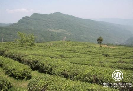 绿色食品基地建设开创四川雅安农业发展新格局