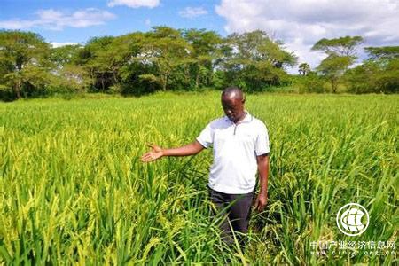华为助力非洲智慧农业发展