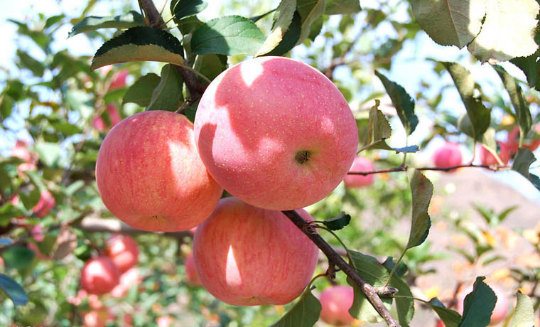 科技创新助推中国向瓜果产业强国挺进