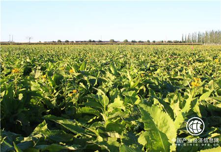内蒙古：蒙中药材种植走向规范化订制化
