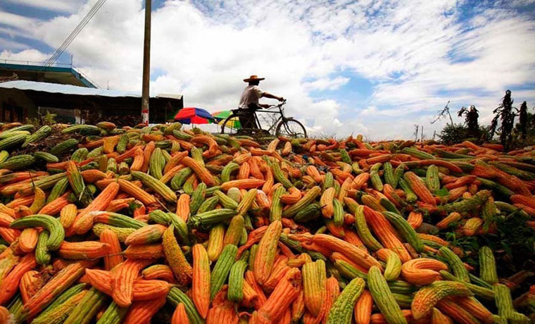 无序竞争引发滞销 国内农产品丰产不丰收频遭卖难