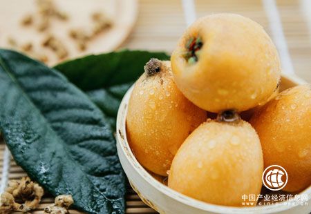 重庆市合川区成功创建“中国枇杷之乡”