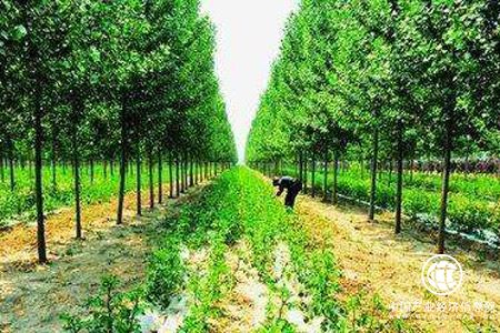 大小兴安岭禁伐后的“林下经济” 50万人实现再就业