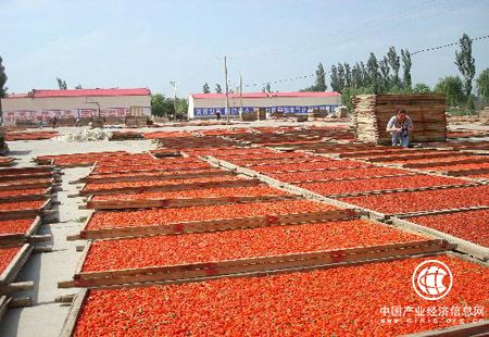 宁夏中宁枸杞产业发展：推广大果枸杞新品种4.5万亩