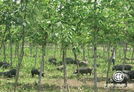 黑龙江森工林区上半年经济增速创全面停伐后新高