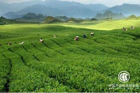 福建：奔跑在乡村振兴的春光里