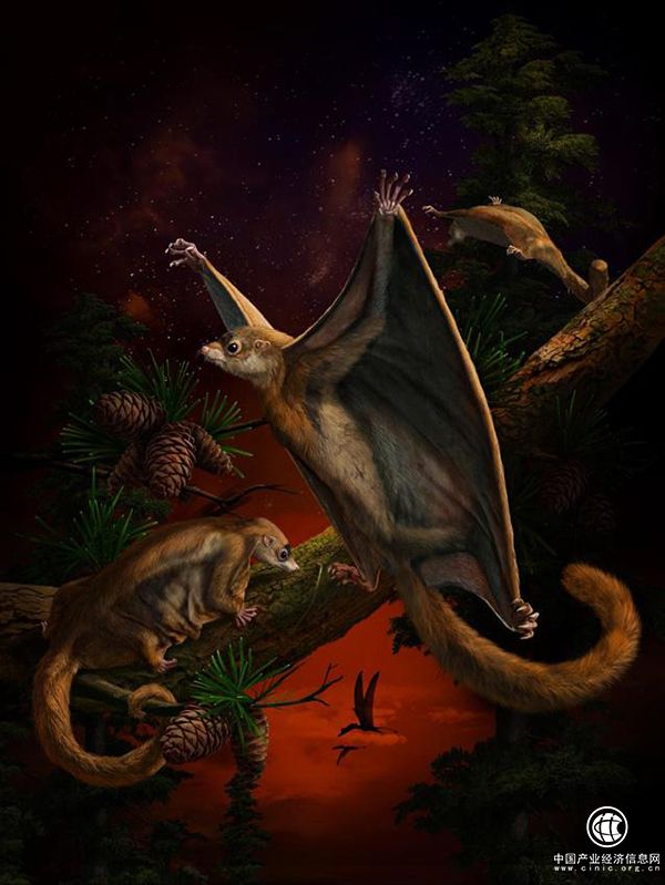 国际团队新发现：距今1.6亿年，最原始的哺乳动物会滑翔