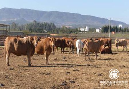 云南云岭牛产业2020年全产业链产值将达450亿元