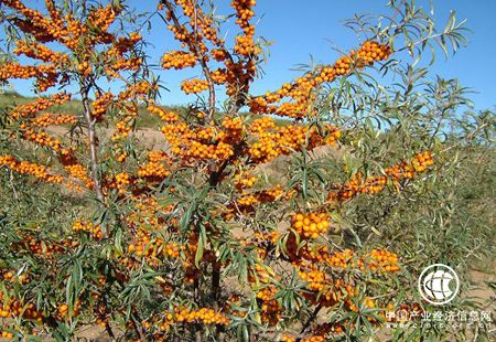 山西：推动沙棘产业大发展把“小灌木”做成“大产业”