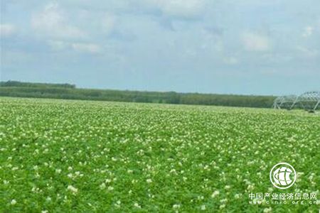 黑龙江克山抓紧机遇壮大“”中国马铃薯种薯之乡‘’品牌