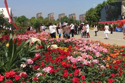 河南省南阳市内乡县月季助力脱贫增收