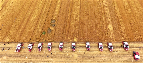 把资源优势化为产业优势 粮食产业向绿色优质转型