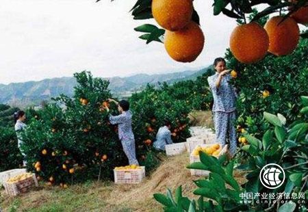 江西茶叶、脐橙出口新增“绿色通道”