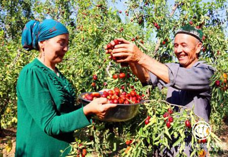 “中国早熟红枣之乡”新疆托克逊县红枣进入采摘期