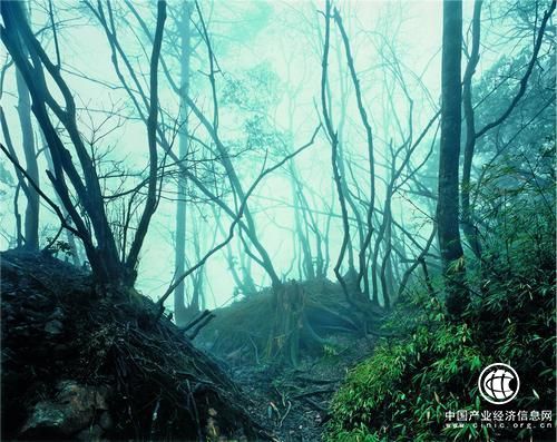 “摄影的语言—杜塞尔多夫学院”展开幕