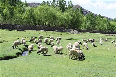 “珠峰七大产业”助力日喀则农牧民脱贫