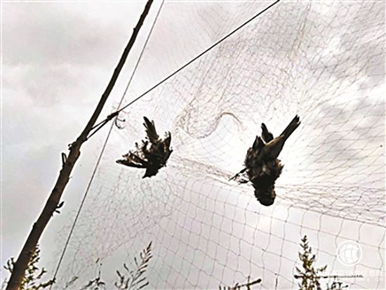 北京通州现30米鸟网捕鸟人用电子设备引鸟已被警方抓获