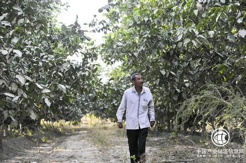 漫漫黄沙变宝地——新疆打造多元沙漠产业