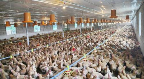 精准扶贫专访｜从富乐到富足，富乐村村民是怎样做到的？