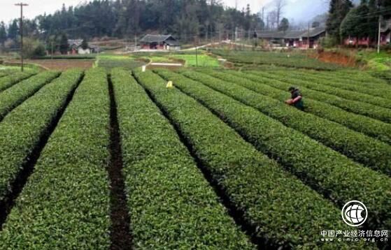 贵州：贫困群众分享“生态红利”走出贫困境遇