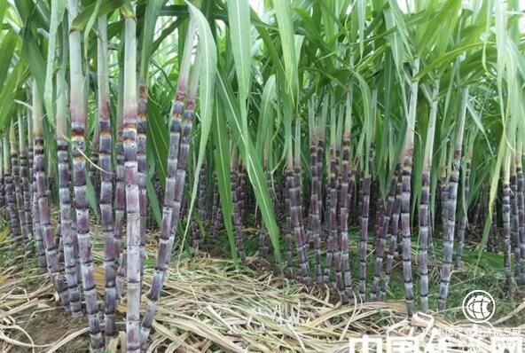 云南云县夯实蔗糖产业建设基础