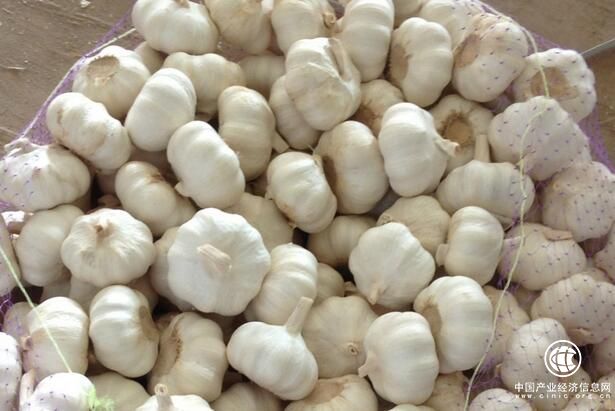 冷库大蒜开卖后价格一路下滑 市场现恐慌性抛售