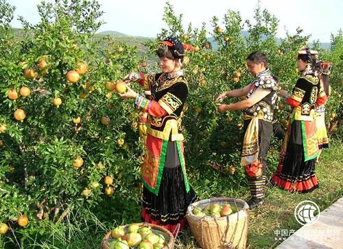 观光体验游推动四川会理石榴产业发展