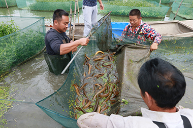 湖北省监利县获“中国黄鳝特色县”殊荣