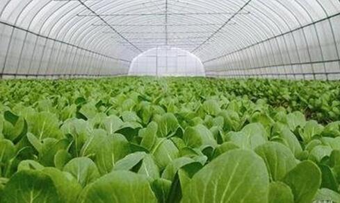 构建多元化食物供给体系，增强重要农产品供给保障能力