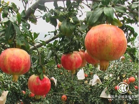 “石榴之乡”安徽怀远致力打造