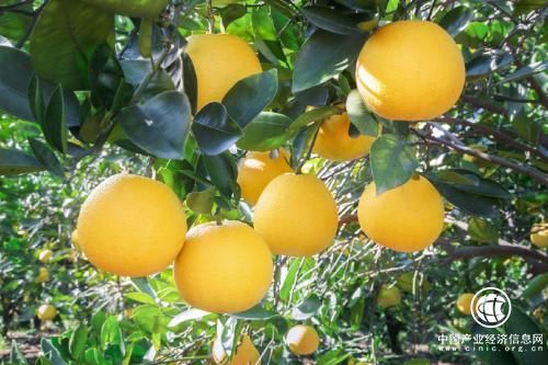 中国“常山胡柚之乡”转型之路：标准化 高端化 国际化