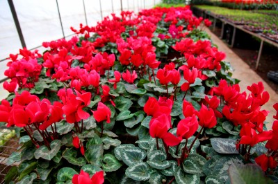 2022年我国花卉进出口贸易额7.2亿美元