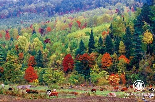 黑龙江：唤醒“绿色财富”催动老工业基地振兴