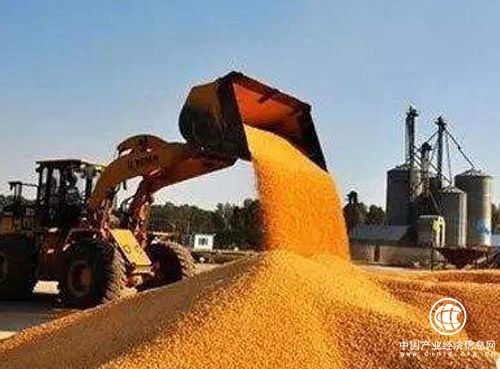 黑龙江实施“玉米品质提升工程”初见成效