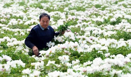 油用牡丹产业企地合作助力推动精准扶贫