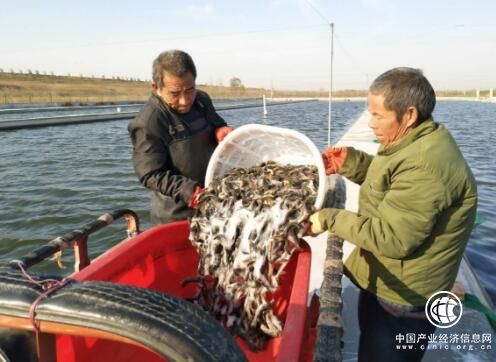 清洋湖:顺应市场养泥鳅，下活致富“棋”