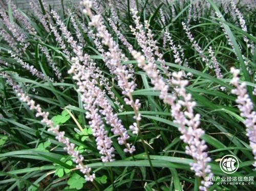 平安好医生：喝茶你喝对了吗？原来茶可以治病！