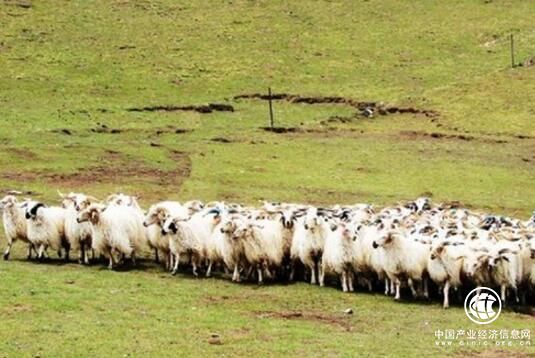 青海政策性农业保险惠及80多万农牧户