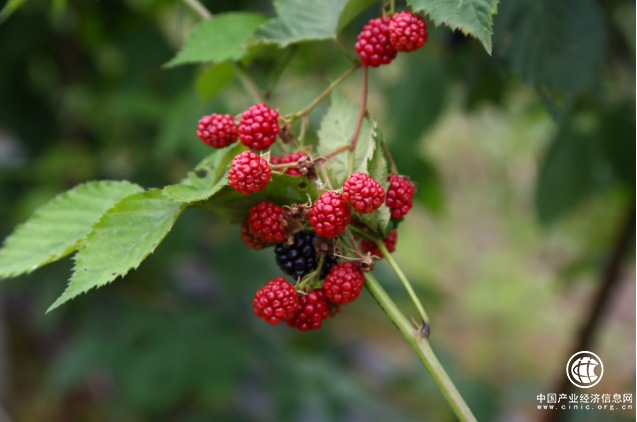 冬季疾病多发 悠果维助您抵御侵袭