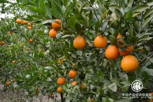 沙糖桔成广西西林县“脱贫致富果”