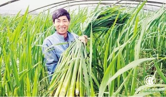 “中国茭白之乡”河姆渡镇茭白叶开发利用有门道